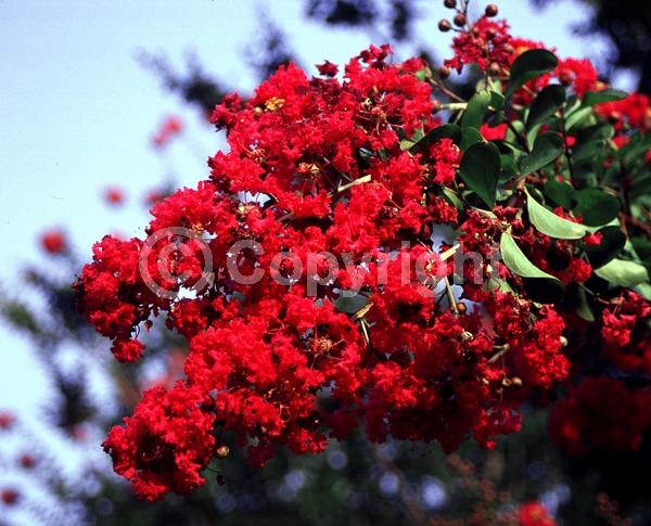 Red blooms; Deciduous