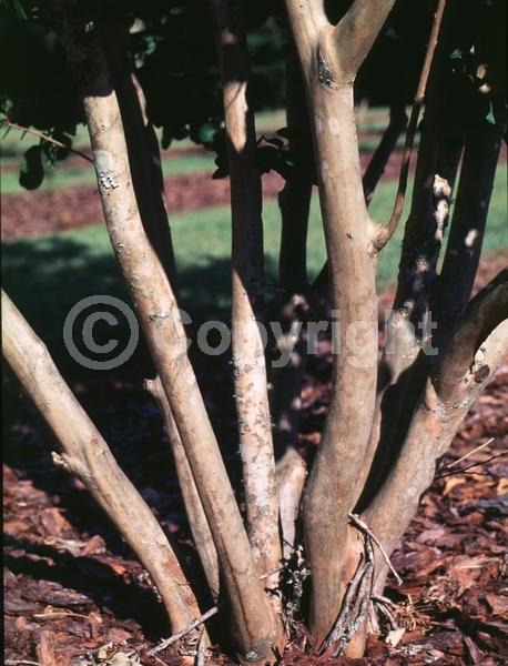 Pink blooms; Deciduous; Broadleaf