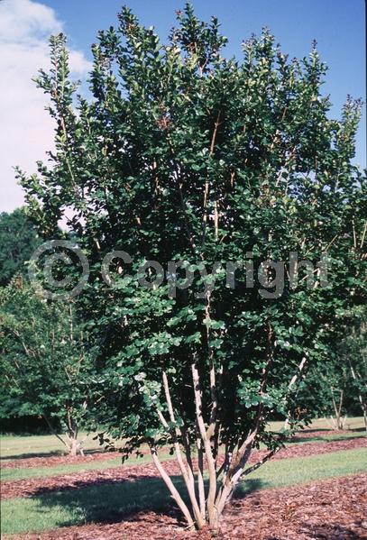 Pink blooms; Deciduous; Broadleaf