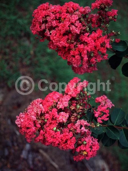 Pink blooms; Deciduous; Broadleaf