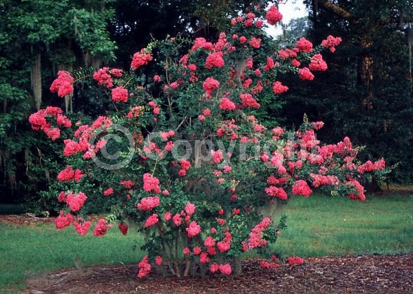 Pink blooms; Deciduous; Broadleaf