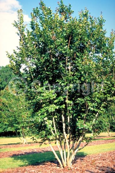 Pink blooms; Deciduous; Broadleaf
