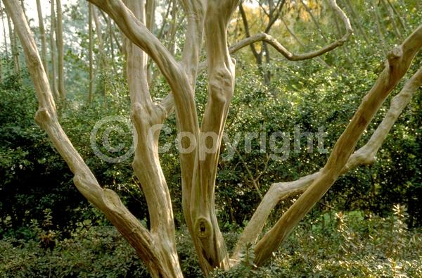 Red blooms; Purple blooms; White blooms; Pink blooms; Lavender blooms; Deciduous