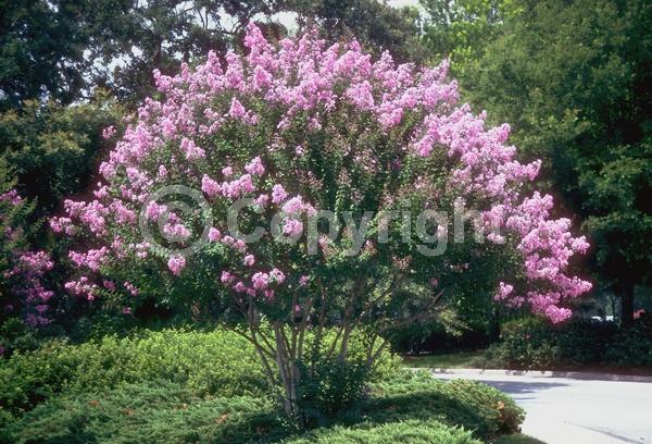Red blooms; Purple blooms; White blooms; Pink blooms; Lavender blooms; Deciduous