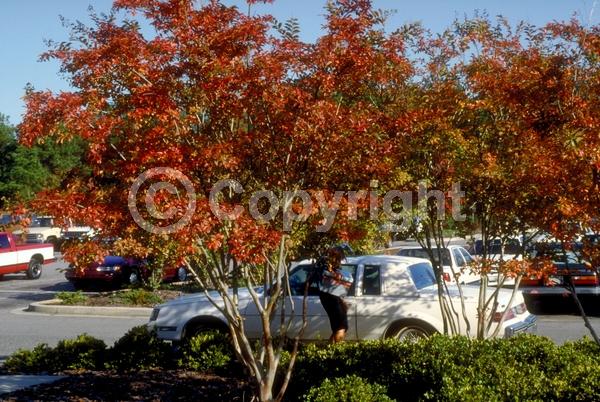 Red blooms; Purple blooms; White blooms; Pink blooms; Lavender blooms; Deciduous