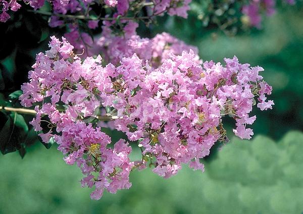 Red blooms; Purple blooms; White blooms; Pink blooms; Lavender blooms; Deciduous