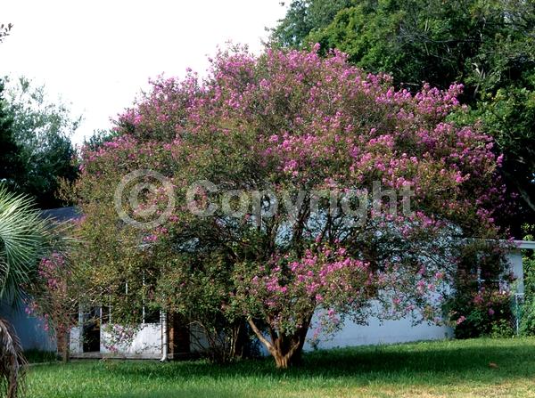 Red blooms; Purple blooms; White blooms; Pink blooms; Lavender blooms; Deciduous