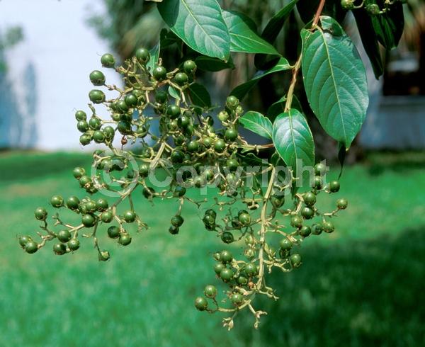 Red blooms; Purple blooms; White blooms; Pink blooms; Lavender blooms; Deciduous
