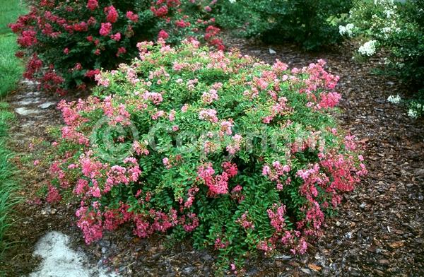Red blooms; Purple blooms; White blooms; Pink blooms; Lavender blooms; Deciduous