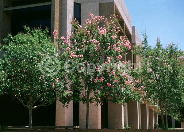 Red blooms; Purple blooms; White blooms; Pink blooms; Lavender blooms; Deciduous
