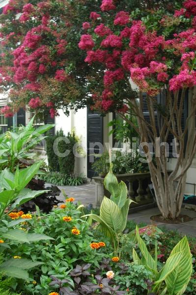 Red blooms; Purple blooms; White blooms; Pink blooms; Lavender blooms; Deciduous