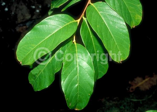 Pink blooms; Lavender blooms; Semi-evergreen