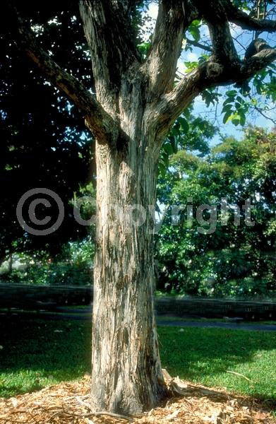Pink blooms; Lavender blooms; Semi-evergreen