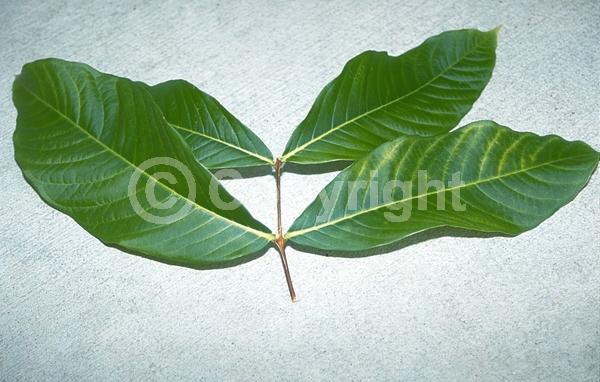 Pink blooms; Lavender blooms; Semi-evergreen