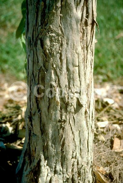 Pink blooms; Lavender blooms; Semi-evergreen