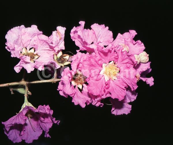 Pink blooms; Lavender blooms; Semi-evergreen