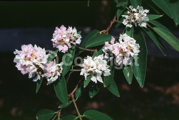 Pink blooms; Lavender blooms; Semi-evergreen