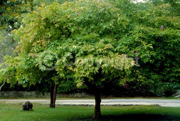 Pink blooms; Lavender blooms; Semi-evergreen