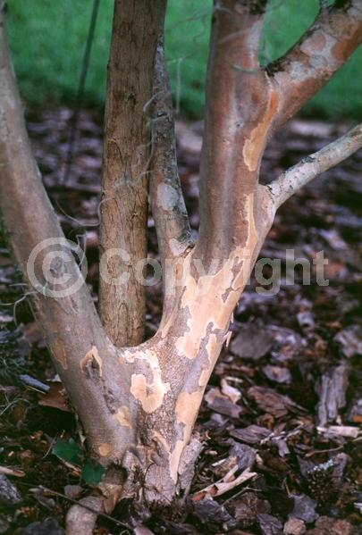 White blooms; Pink blooms; Semi-evergreen