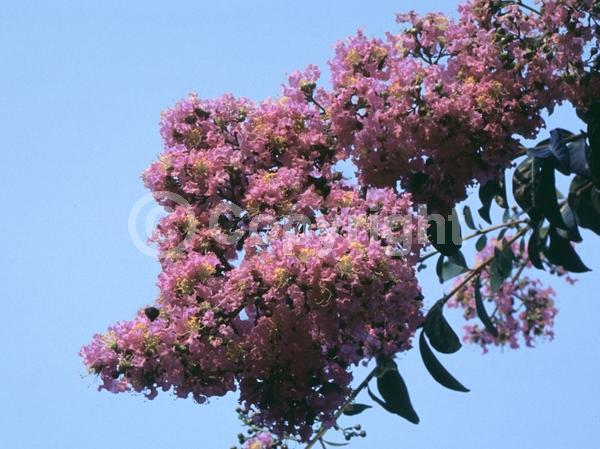 Lavender blooms; Deciduous; Broadleaf