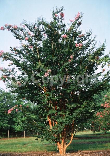 Lavender blooms; Deciduous; Broadleaf