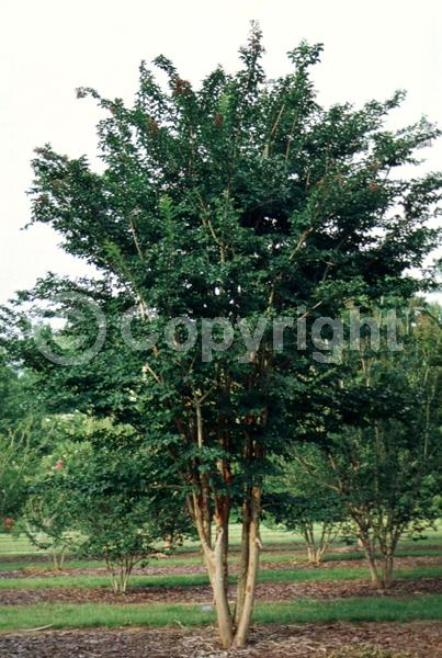 Lavender blooms; Deciduous; Broadleaf