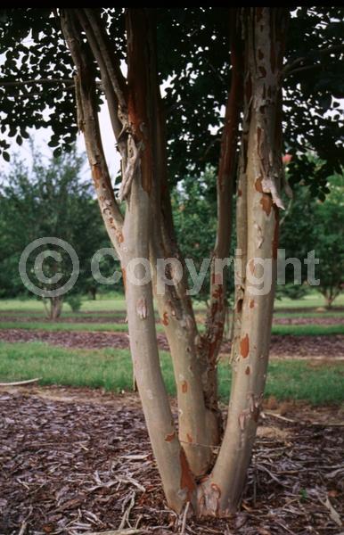 Lavender blooms; Deciduous; Broadleaf