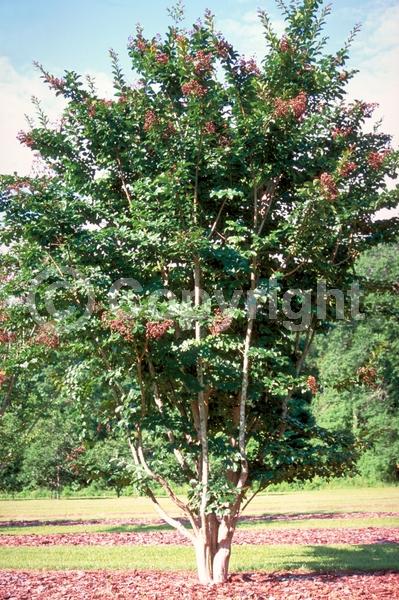 Lavender blooms; Deciduous; Broadleaf