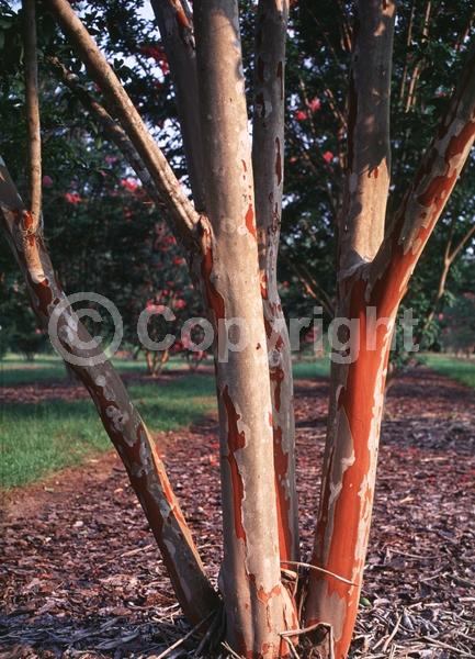 Pink blooms; Deciduous; Broadleaf