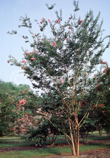 Pink blooms; Deciduous; Broadleaf