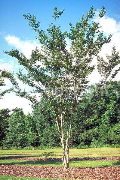Pink blooms; Deciduous; Broadleaf