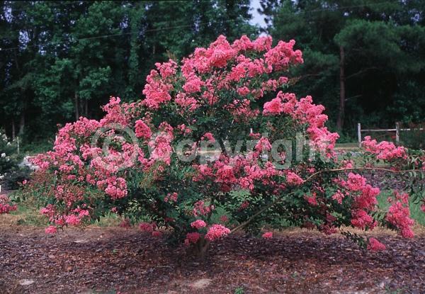 Pink blooms; Deciduous; Broadleaf