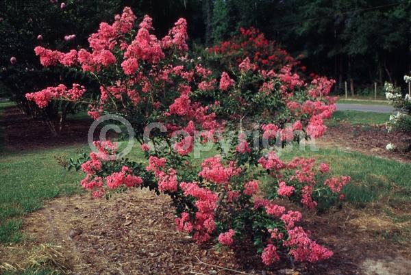 Pink blooms; Deciduous; Broadleaf