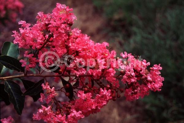 Pink blooms; Deciduous; Broadleaf
