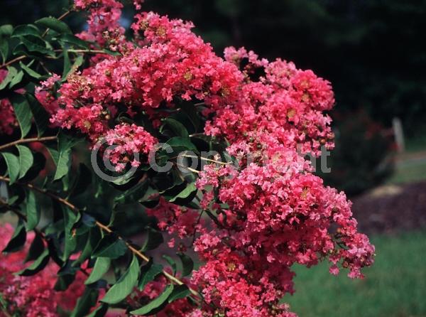 Pink blooms; Deciduous; Broadleaf