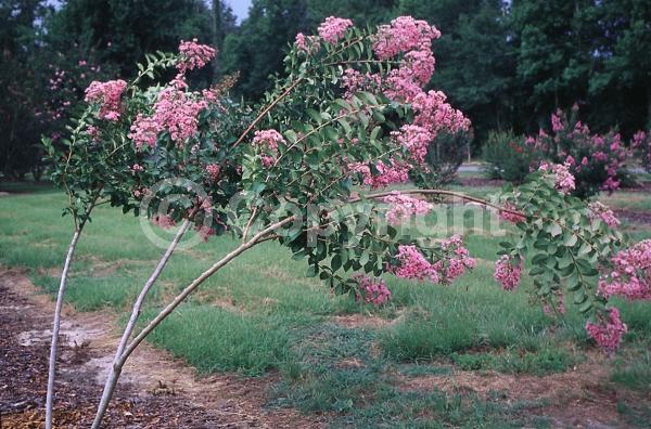 Pink blooms; Deciduous; Broadleaf