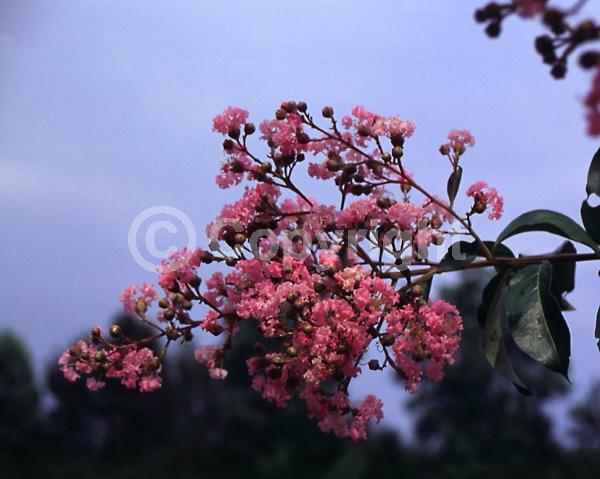Pink blooms; Deciduous; Broadleaf