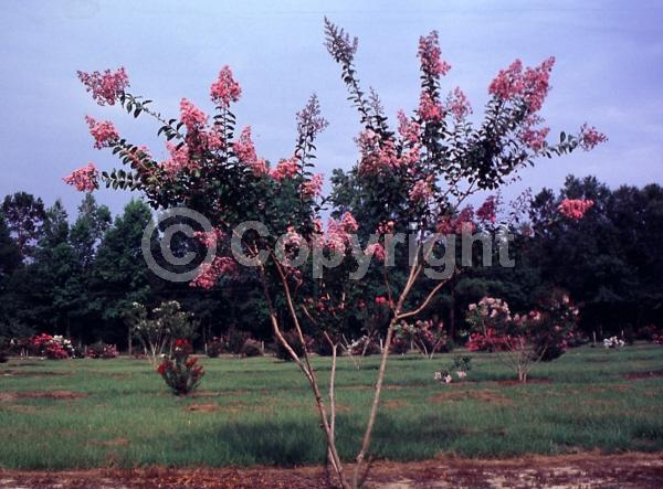 Pink blooms; Deciduous; Broadleaf