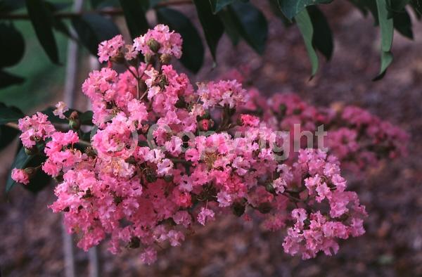 Pink blooms; Deciduous; Broadleaf