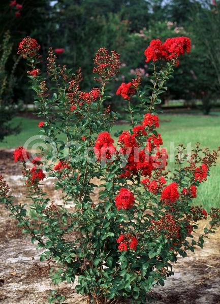 Red blooms; Deciduous; Broadleaf