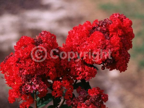 Red blooms; Deciduous; Broadleaf