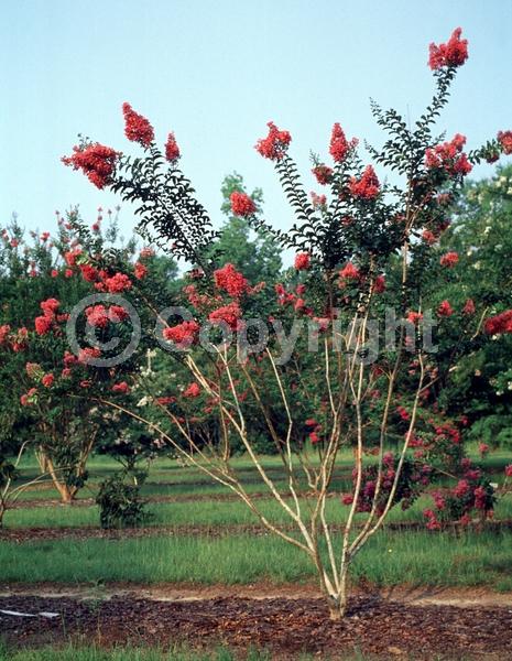 Pink blooms; Salmon blooms; Deciduous; Broadleaf