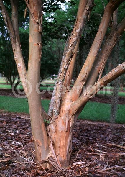 Pink blooms; Salmon blooms; Deciduous; Broadleaf
