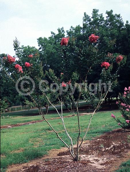 Pink blooms; Salmon blooms; Deciduous; Broadleaf