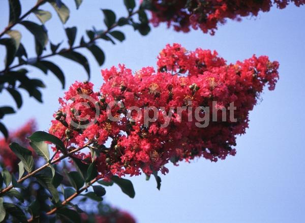 Pink blooms; Salmon blooms; Deciduous; Broadleaf