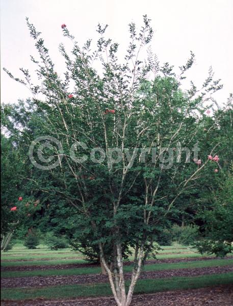 Lavender blooms; Deciduous