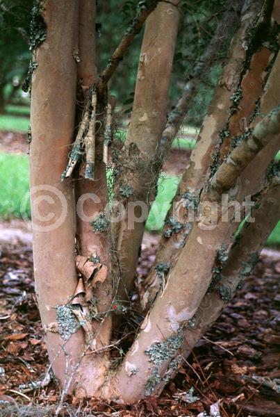 Lavender blooms; Deciduous