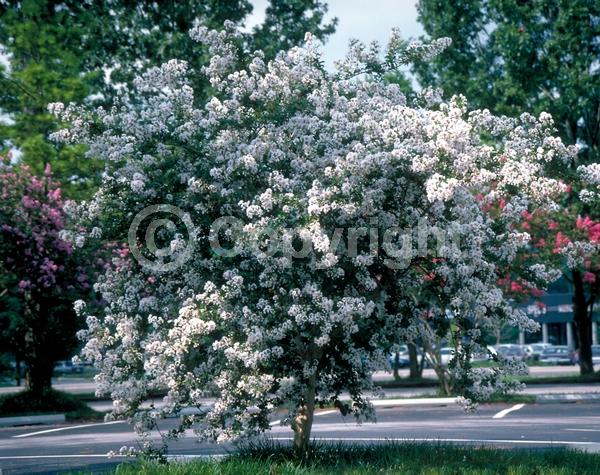 White blooms; Deciduous; Broadleaf
