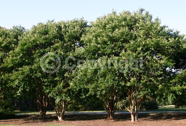 White blooms; Deciduous; Broadleaf