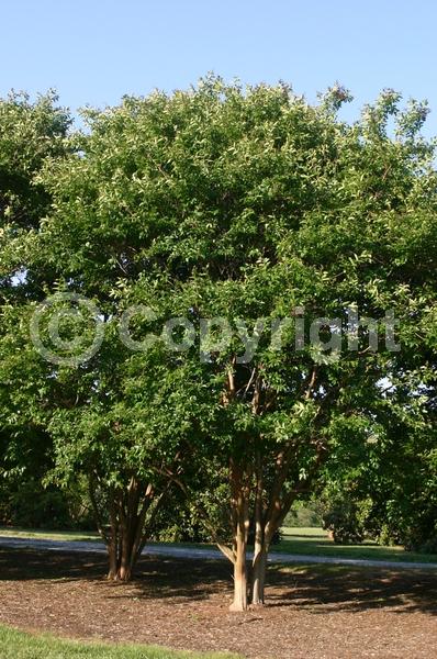 White blooms; Deciduous; Broadleaf